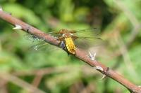 Libellula depressa