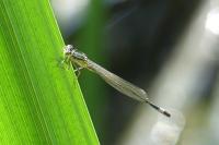 Ischnura elegans