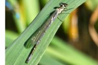Coenagrion puella