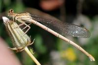 Platycnemis pennipes