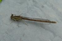 Platycnemis pennipes