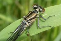 Coenagrion puella