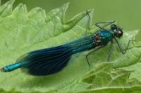 Calopteryx splendens