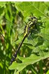 Gomphus vulgatissimus
