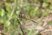 Libellula quadrimaculata