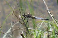 Orthetrum cancellatum