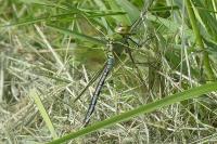 Anax imperator