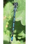 Coenagrion puella