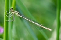 Platycnemis pennipes