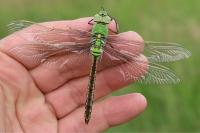 Anax imperator