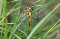 Orthetrum cancellatum