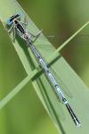 Platycnemis pennipes