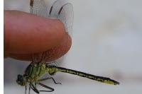 Gomphus pulchellus
