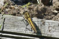 Orthetrum cancellatum