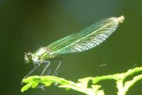 Calopteryx splendens