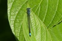 Ischnura elegans