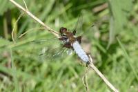 Libellula depressa