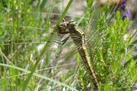 Orthetrum cancellatum