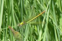 Calopteryx splendens
