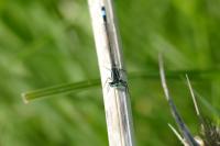 Ischnura elegans