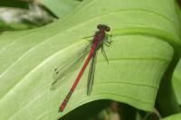 Pyrrhosoma nymphula