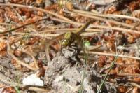 Orthetrum cancellatum