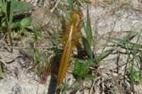 Crocothemis erythraea