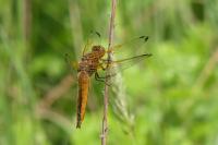 Libellula fulva