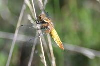 Libellula depressa