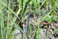 Anax imperator