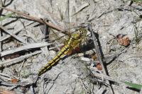 Orthetrum cancellatum