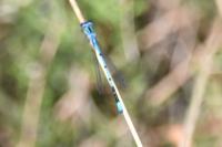 Coenagrion puella