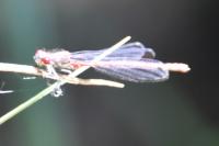 Ceriagrion tenellum