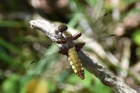 Libellula depressa