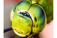 Anax imperator