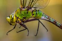 Anax imperator