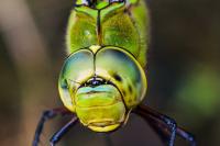 Anax imperator