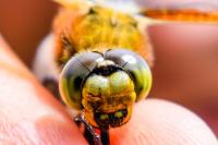 Libellula quadrimaculata