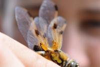 Libellula quadrimaculata