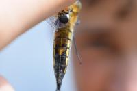 Libellula quadrimaculata