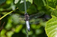 Libellula fulva