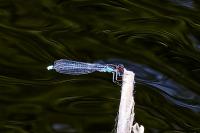 Erythromma viridulum