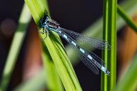 Coenagrion mercuriale