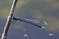 Ischnura elegans