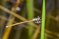 Platycnemis acutipennis