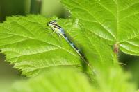 Coenagrion scitulum