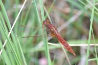Crocothemis erythraea