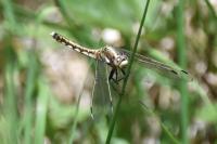 Orthetrum albistylum