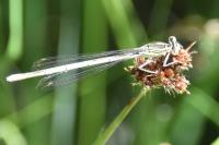Platycnemis pennipes