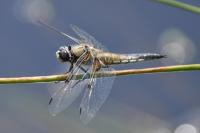Libellula quadrimaculata